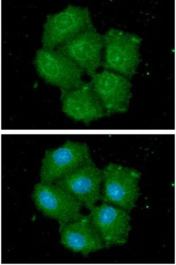 STCH Mouse anti-Human, Clone: 2F6, Novus Biologicals:Antibodies:Primary